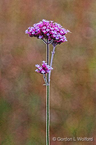 Fall Flower_28284.jpg - Photographed at Ottawa, Ontario, Canada.